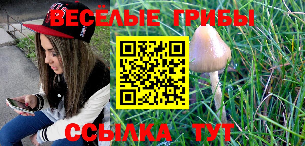 Псилоцибиновые грибы Cubensis  Балтийск 